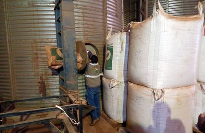 Necesitamos urgente  tratar la ley de semillas - ABC Rural - ABC Color