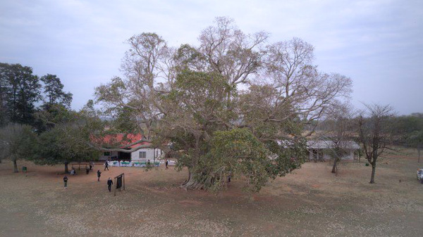 Guapo’́y de Paso Barreto es el árbol más grande del país