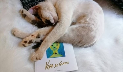 Diario HOY | Presentarán libro "Vida de Gatos", en la Alianza Francesa de Asunción