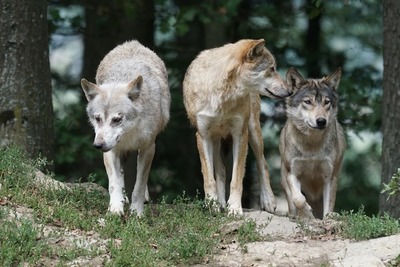 Blindaje para el lobo ibérico genera controversia en España