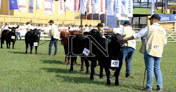 La Nación / Expo Ganadera: remates de animales ya representan el 35% de las ventas previstas