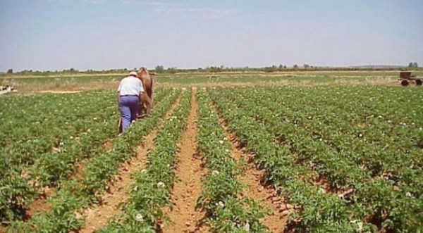 Presentan la reedición del “Manual para establecimientos rurales” | Ñanduti