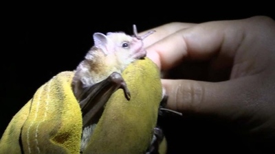Descubrieron un virus muy similar al del coronavirus en murciélagos de Laos - Megacadena — Últimas Noticias de Paraguay