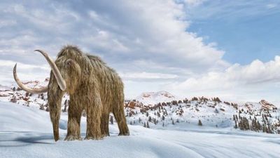 Cambio climático: los científicos que quieren «resucitar» mamuts para salvar el planeta