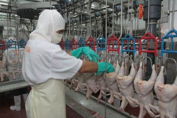 Afirman que los que consumen pollos de contrabando, solo sabotean al país