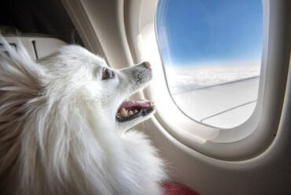 ¡Qué lujo! Una mujer reserva toda la cabina de primera clase para viajar con su perro