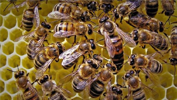 Un hombre muere tras ser atacado por un enjambre de abejas