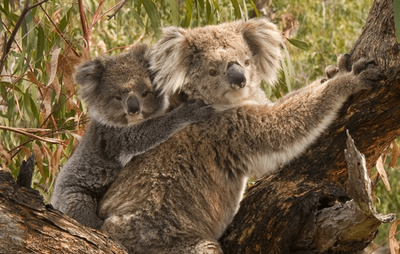 Impacto ambiental: Australia perdió un tercio de la población de koalas