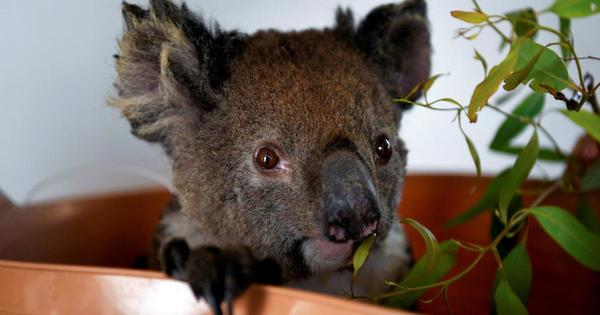 En solo tres años, Australia perdió el 30% de sus koalas