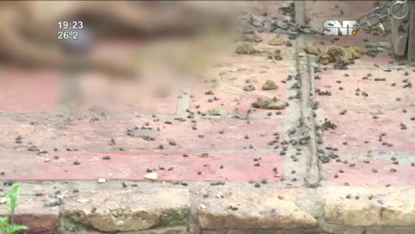 Ataques de abejas en Luque: Murieron 5 perros - SNT