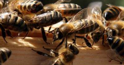La Nación / Tienen abejas para atacar a ladrones, pero picaron a todo un barrio y cinco perros murieron