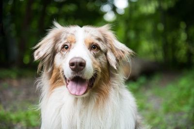 Estudio muestra que los perros pueden “oler” los ataques de epilepsia - Mascotas - ABC Color