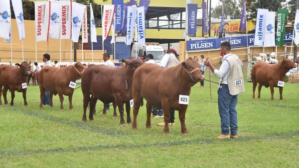 Raza Senepol crece y más socios se suman a la Expo