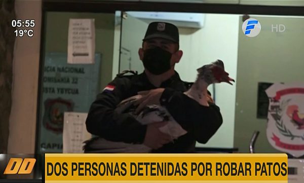 Dos personas detenidas por supuestamente robar patos | Telefuturo