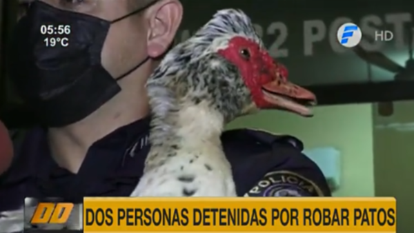 Quisieron hacer caldo de pato ajeno y fueron pillados por la policía