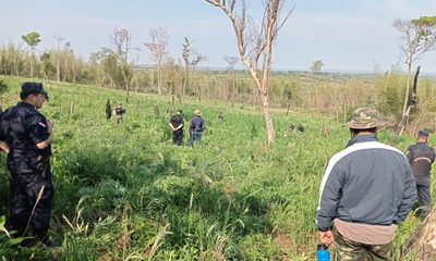 Destruyen 10 hectáreas de marihuana en Yhú - OviedoPress