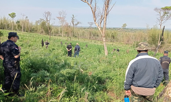 Destruyen 10 hectáreas de marihuana en Yhú - OviedoPress