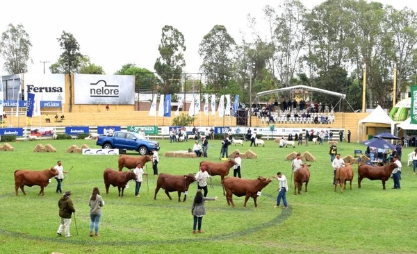Diario HOY | Segunda jornada de juzgamiento de la Expo premió a bovinos, ovinos y equinos de élite