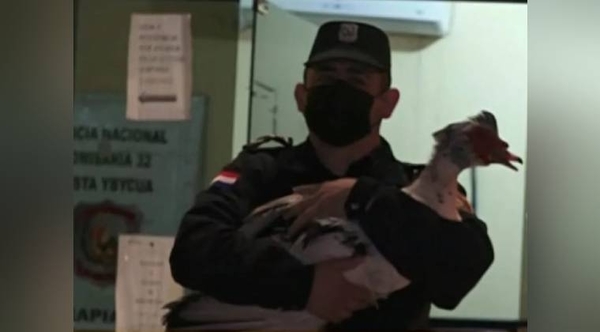Diario HOY | Detienen a dos jóvenes por supuestamente robar dos patos