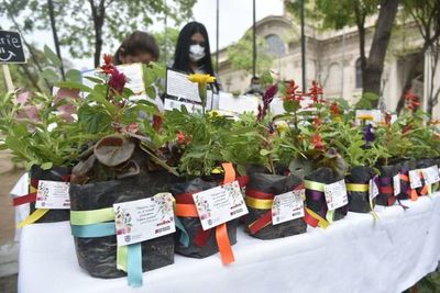 Regalan plantines con flores por la primavera - Nacionales - ABC Color