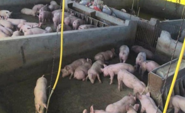Abren proceso contra propietario de frigorífico por delitos ambiental