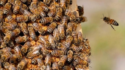 Diario HOY | Abejas ‘anti-ladrones’ atacaron a vecinos y mataron a cinco perros