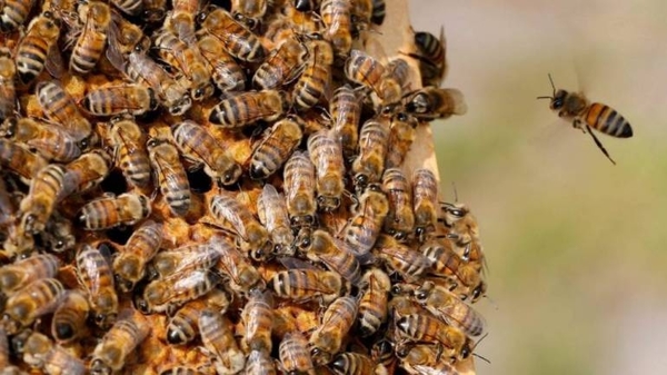 Diario HOY | Abejas ‘anti-ladrones’ atacaron a vecinos y mataron a cinco perros