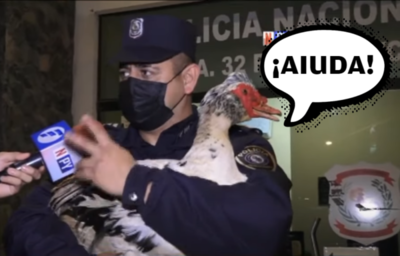 Crónica / "Pato, pato, ¡ganso!". Cacharon a ladrones que querían llevar a dos patos