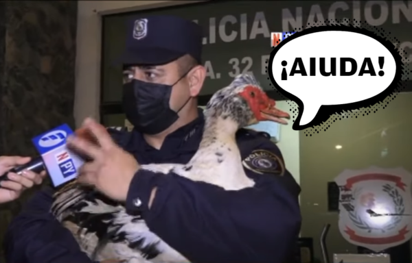 Crónica / "Pato, pato, ¡ganso!". Cacharon a ladrones que querían llevar a dos patos
