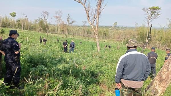 Sidepar 3000; Destruyen 10 hectáreas de marihuana – Prensa 5