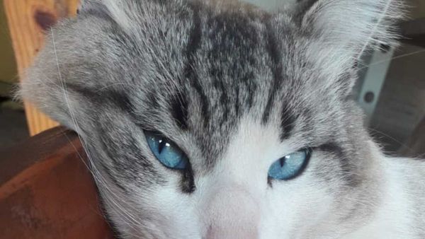 Gatito murió por negligencia en veterinaria, denuncian
