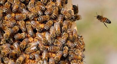 Abejas ‘anti-ladrones’ atacaron a vecinos y mataron a cinco perros – Prensa 5