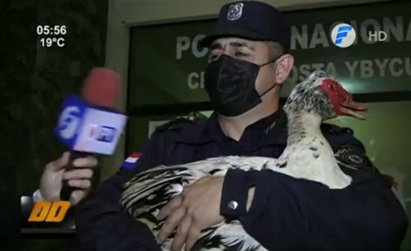 "Pato" recupera pato robado y dos sujetos son detenidos