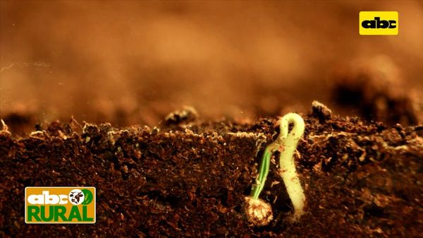 ABC Rural: Programas ProSolum y ProRinde de Timac Agro para los productores - ABC Rural - ABC Color