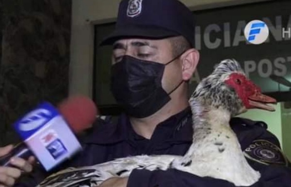 Final feliz para el pato que se hizo viral en los brazos de “Pato”