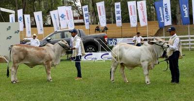 La Nación / Expo Ganadera: la raza Brahman expuso calidad en competencia de 40 expositores