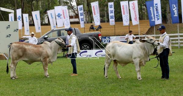 La Nación / Expo Ganadera: la raza Brahman expuso calidad en competencia de 40 expositores
