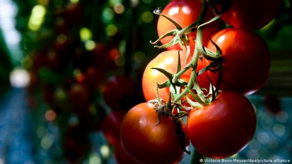 Japón autoriza venta de tomates con el genoma editado para tratar la hipertensión