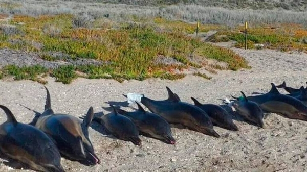 Diario HOY | Hallan muertos a 15 delfines en playa de sur de Argentina