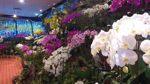 Feria de orquídeas es hasta este viernes » San Lorenzo PY