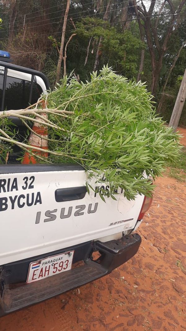 Hallan planta de marihuana de dos metros en un patio baldío de Capiatá - Nacionales - ABC Color