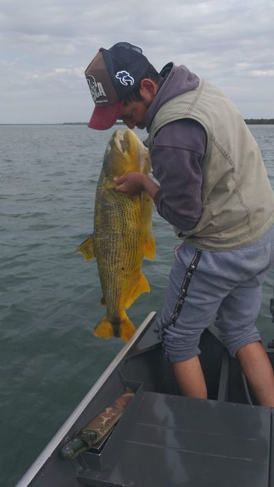 Mortandad de peces en el río Paraná continúa sin explicación por parte de autoridades - Nacionales - ABC Color