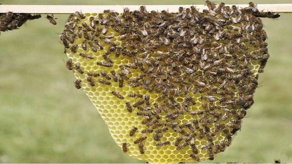 Crónica / ¡ABEJAS ASESINAS! Bichos, furiosos por el calor ndaje