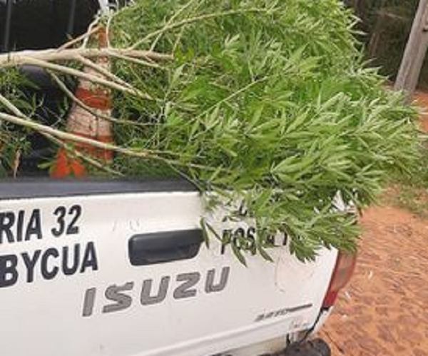 Hallan planta de marihuana de dos metros en un patio baldío de Capiatá - Noticiero Paraguay