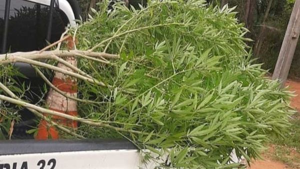 Encuentran planta de marihuana de más de 2 metros en un baldío