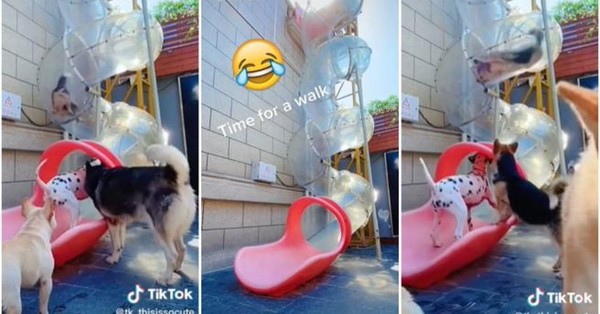 El adorable video de unos perros deslizándose por un tobogán que es furor en TikTok - SNT