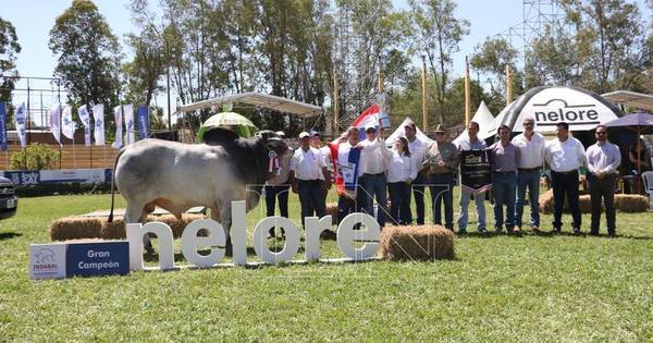 La Nación / Expo Ganadera: ejemplar macho Nelore de la Ganadera Sofía SA es el Gran Campeón