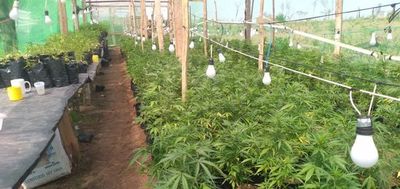 Destruyen moderno centro de cultivo de marihuana en Canindeyú - Nacionales - ABC Color