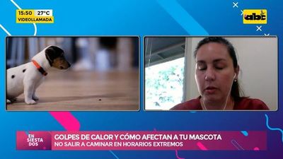 Golpes de calor y cómo afectan a tu mascota - Ensiestados - ABC Color