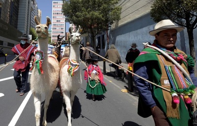 Un desfile de llamas en La Paz exhibe el potencial económico de los camélidos - MarketData